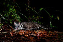 Malay or Oriental Civet (Viverra tangalunga) foraging at night on heath forest floor on the southern plateau rim of Maliau Basin, Sabah's 'Lost World', Borneo