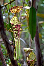 Large aerial pitcher of Pitcher Plant (Nepenthes stenophylla) in montane mossy heath forest or 'kerangas', southern plateau, Maliau Basin, Sabah's 'Lost World', Borneo