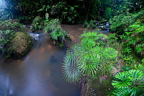 Clumps of a riverine fern (Dipteris lobbiana) growing in and along a tributary of the Maliau River, in the heart of Maliau Basin, Sabah's 'Lost World' near Ginseng Camp, Maliau Basin, Borneo (digitall...