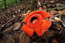 Flower of locally endemic Rafflesia (Rafflesia tengku-adlinii) flower diameter 22cm blooming on forest floor within lowland Dipterocarp rainforest, Maliau Basin, Sabah's 'Lost World', Borneo