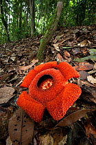 Flower of locally endemic Rafflesia (Rafflesia tengku-adlinii) flower diameter 22cm blooming on forest floor within lowland Dipterocarp rainforest, Maliau Basin, Sabah's 'Lost World', Borneo