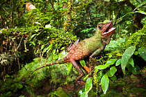 Comb crested dragon (Gonocephalus liogaster) male in breeding colours and in aggressive posture. Understorey of lowland rainforest, Maliau Basin, Sabah's 'Lost World', Borneo