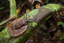 Violin Beetle (Mormolyce borneensis) on branch near the rainforest floor, near Ginseng Camp in the heart of Maliau Basin, Sabah's 'Lost World', Maliau Basin, Borneo