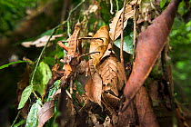 Giant Spiny stick insect (genus Haaniella), body length 130mm, on dead leaves in the understorey,  lowland dipterocarp rainforest, Danum Valley, Sabah, Borneo