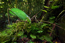 Giant long-horned bush cricket (Macrolyristes imperator) (body length 130mm, hind leg length 150mm, antennae length 170mm) grazing on moss in the understorey. Lowland dipterocarp rainforest, Danum Val...