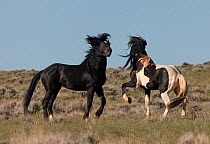 Wild horses / Mustangs, two stallions in stand-off, Wyoming, USA, June 2008