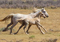 Wild horses / Mustangs, mare and foal running, Adobe Town herd, southwestern Wyoming, USA, May 2011