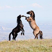 Wild horses / Mustangs, two stallions play fighting,  Pryor Mountains, Montana, USA, July 2010
