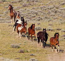 RF- Wild Mustang horses. McCullough Peaks Herd Area, Northern Wyoming, USA. June (This image may be licensed either as rights managed or royalty free.)