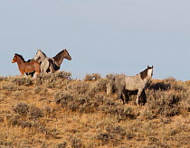 Wild horses / Mustangs, mare, foals, colts and stallion, Adobe Town herd, southwestern Wyoming, USA, June 2008