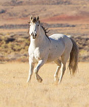 Wild horse / Mustang, grey stallion, Adobe Town herd, southwestern Wyoming, USA, October 2011