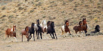 Wild horses / Mustangs, stallion, mares and foals at round up, Antelope Hills Herd Area, Wyoming, USA, October 2011