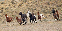 Wild horses / Mustangs, stallion, mares and foals at round up, Antelope Hills Herd Area, Wyoming, USA, October 2011