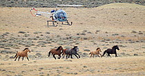 Wild horses / Mustangs, stallion, mares and foals during round up with helicopter, Antelope Hills Herd Area, Wyoming, USA, October 2011