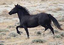 Wild horse / Mustang, black stallion during round up, Antelope Hills Herd Area, Wyoming, USA, October 2011