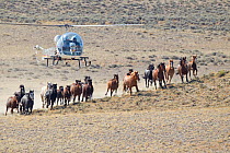 Wild horses / Mustangs, stallion, mares and foals during round up with helicopter, Antelope Hills Herd Area, Wyoming, USA, October 2011