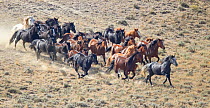 Aerial view of Wild horses / Mustangs, stallion, mares and foals during round up with helicopter, Antelope Hills Herd Area, Wyoming, USA, October 2011