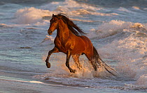 Andalusian stallion running out of the waves on beach, Ojai, California,  USA