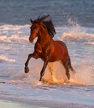 Andalusian stallion running out of the sea on beach, Ojai, California,  USA