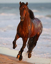 Andalusian stallion galloping on beach, Ojai, California,  USA