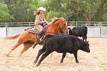 Cowgirl riding Quarter horse, herding and separating cattle, Ojai, California, USA, model released