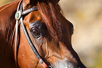 Arabian stallion, head portrait close up, Ojai, California, USA, model released