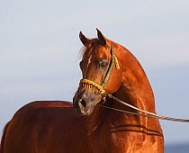 Arabian stallion, chestnut, portrait, Ojai, California, USA