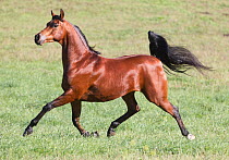 Arabian stallion trotting, bay, Ojai, California, USA