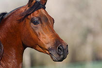 Arabian stallion , bay, portrait, Ojai, California, USA