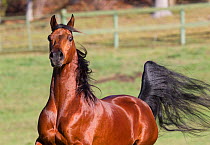 Arabian stallion running, bay, portrait, Ojai, California, USA