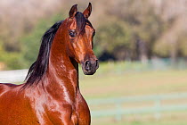 Arabian stallion, bay, portrait, Ojai, California, USA