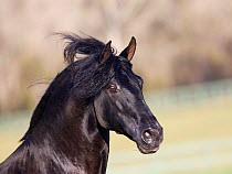 Black Andalusian stallion, Ojai, California, USA