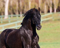 Black Andalusian stallion running, Ojai, California, USA