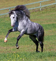 Gray Andalusian stallion running, Ojai, California, USA