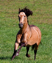 Buckskin Andalusian stallion running, Ojai, California, USA