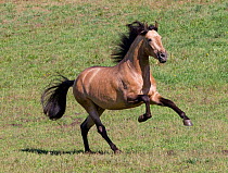 RF- Buckskin Andalusian stallion running. Ojai, California, USA. (This image may be licensed either as rights managed or royalty free.)