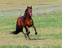 Bay Andalusian stallion running, Ojai, California, USA