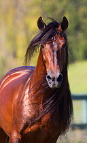 Bay Andalusian stallion, Ojai, California, USA