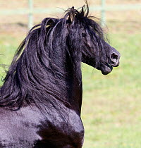 Black Friesian stallion, head neck portrait, Ojai, California, USA