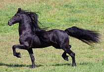 RF- Black Friesian stallion trotting. Ojai, California, USA. (This image may be licensed either as rights managed or royalty free.)