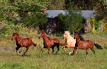 Four Peruvian paso horses running, Sante Fe, New Mexico, USA