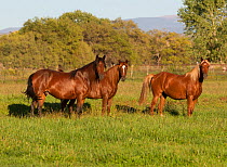 Three Peruvian paso horses in field, Sante Fe, New Mexico, USA