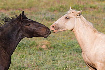 Mustangs / wild horses, black and cremello interacting, Pryor mountains, Montana, USA