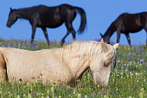 Mustangs / wild horses, black and cremello in flower meadow, Pryor mountains, Montana, USA