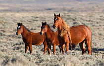 Mustangs / wild horses, mare and two foals, Wyoming, USA