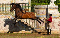 Lusitano horse, stallion demonstrating dressage leap, Portugal, 2011, model released