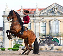 Lusitano horse, bay stallion performing dressage move, rearing on back legs, outside the Royal Riding School, Lisbon, Portugal, model released