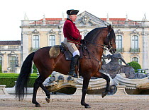 Lusitano horse, stallion demonstrating dressage move outside the Royal Riding School, Lisbon, Portugal, model released