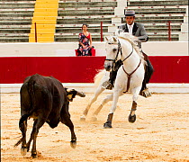 Lusitano horse, grey stallion and bull at mounted bullfight in which neither the bull nor horse is injured, Lisbon, Portugal, 2011, model released