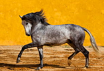 Lusitano horse, grey stallion trotting, Lisbon, Portugal